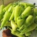 พริกหยวกใส้ปลา  (ซอเลาะลาดอ)