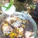 ขนมอาซูรอ