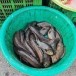 ตลาดสดเช้าไม้ดัด