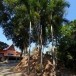 วัดสละบาป