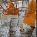 วัดสละบาป