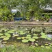 บึงบัว วัดใหม่โคกเจริญ 