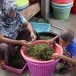 สาหร่ายพวงองุ่น แหลมสัก