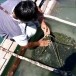 สาหร่ายพวงองุ่น แหลมสัก