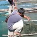 สาหร่ายพวงองุ่น แหลมสัก