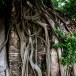 วัดไทร