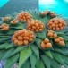 ขนมโบราณเม็ดขนุน