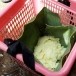 กลอย