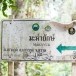ต้นมะค่ายักษ์ เกาะกูด