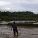 ประเพณีลงแขก  อำเภอนาหมื่น