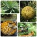ขนมโบราณพื้นถิ่นไทย ลอดช่องมะพร้าวเต่า