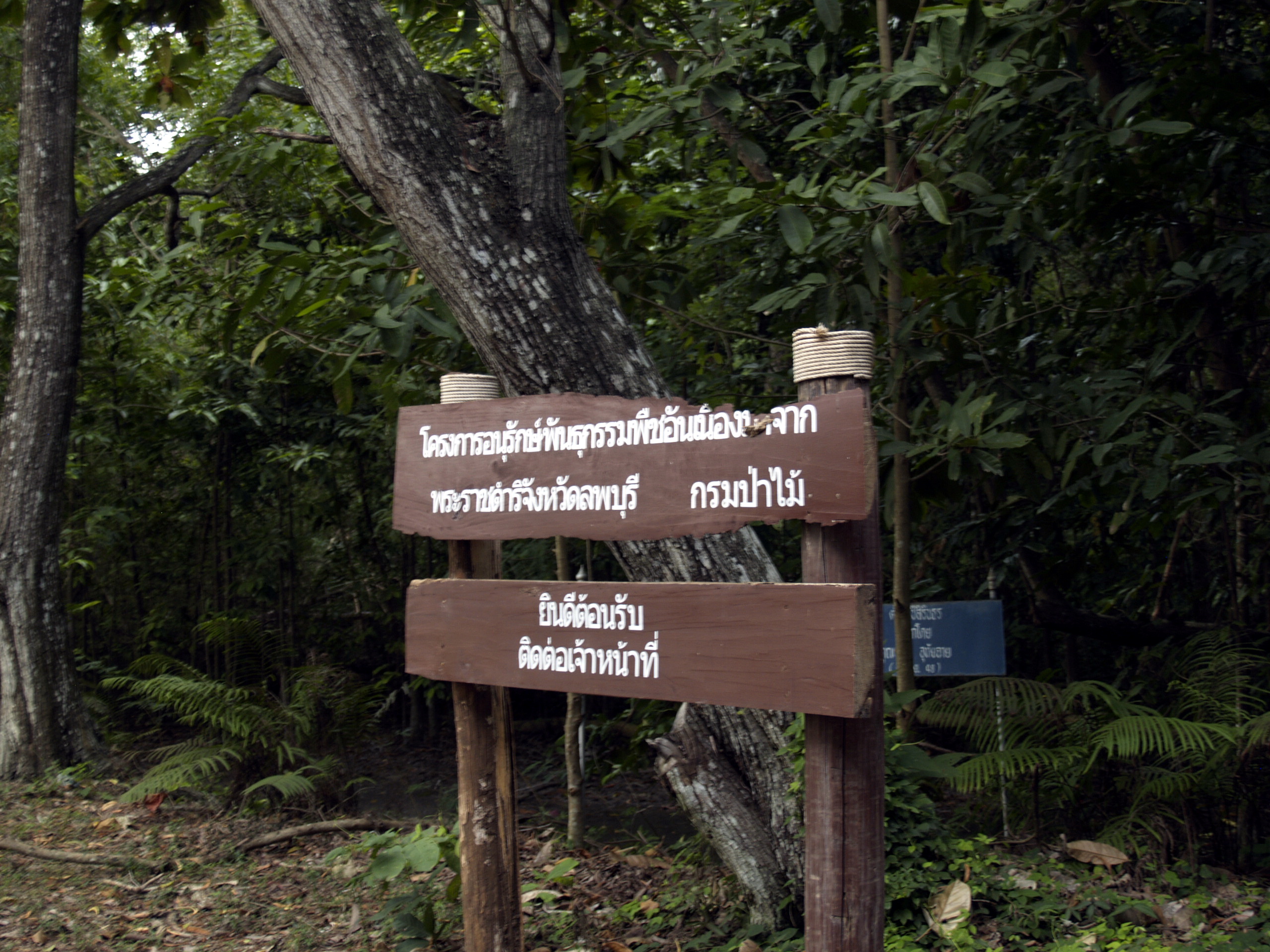 จำปีสิรินธร