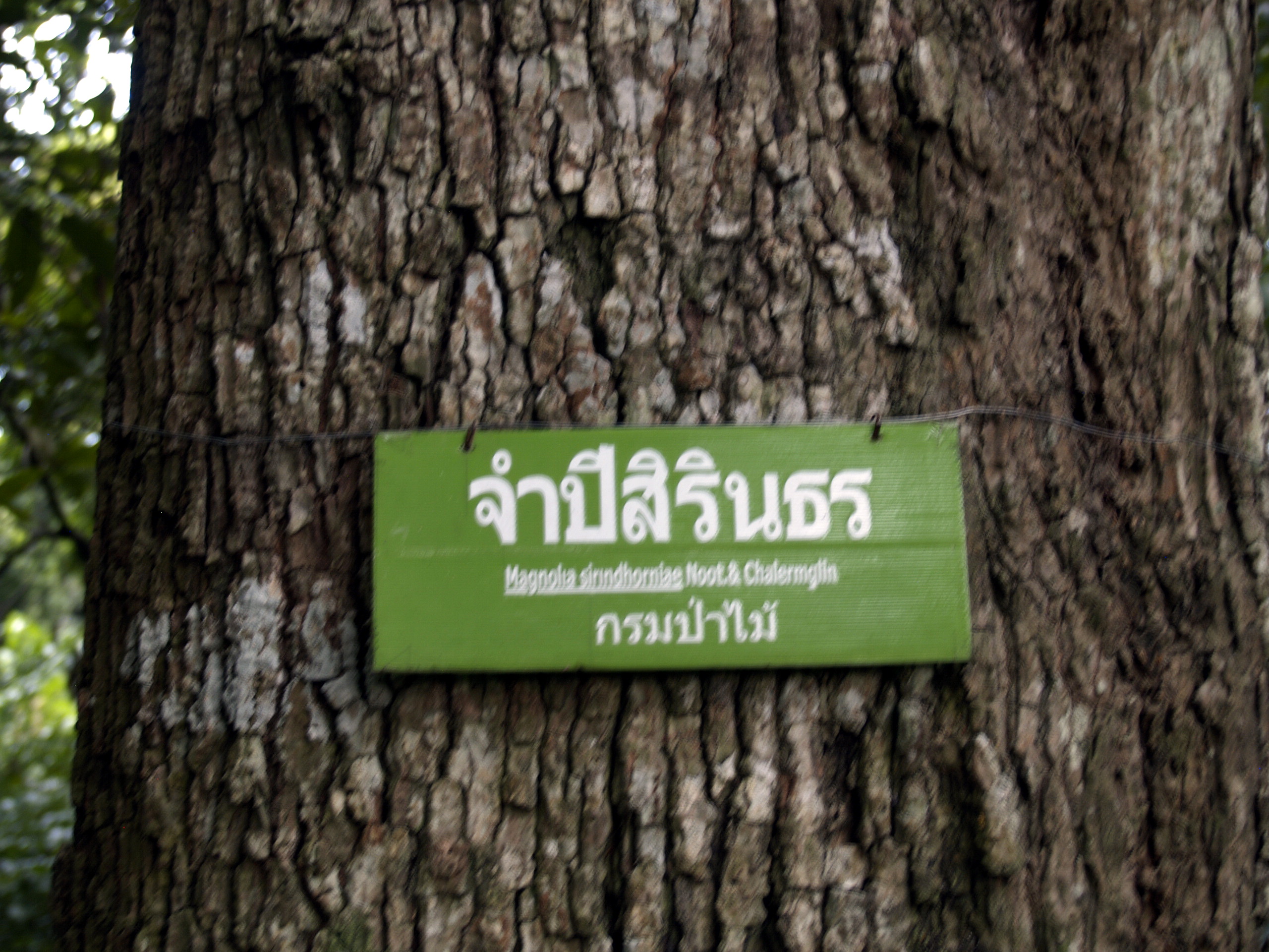 จำปีสิรินธร