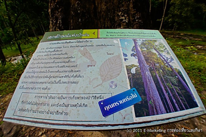 น้ำตกโยง
